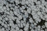 Polished Snowflake Obsidian Section - Utah #117761-1